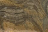 Devonian Stromatolite Slice - Orkney, Scotland #207396-1